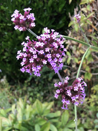 Verbena Bonariensis Flower seeds for Planting Cut Flower Favorite Heirloom & GMO Free Seeds for Home Garden