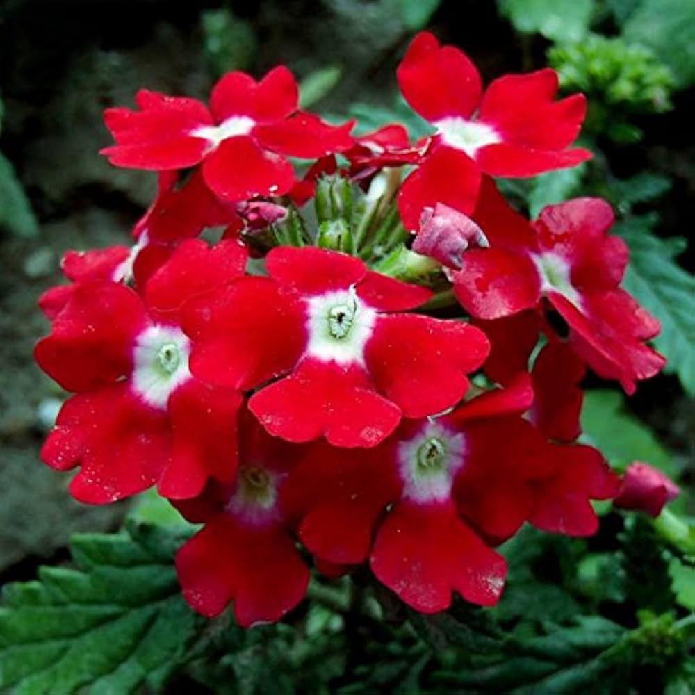 Verbena Dark Pink Flower Seeds for Planting
