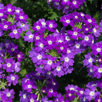 SemiTrailing (SemiTrailing Verbena) seeds for planting in home garden