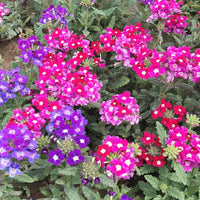 Verbena flower seeds mixed colors for planting vibrant blooms
