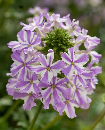 White Purple Verbena Flower seeds for Planting - Easy to Grow, Heirloom & GMO Free Seeds for Home Garden