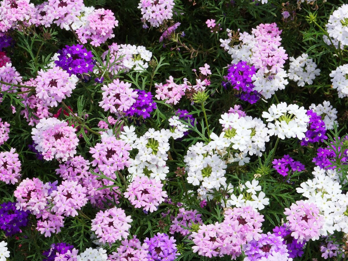 Purple Moss Verbena Flower seeds for Planting - Pollinator Friendly, Heirloom & GMO Free Seeds for Home Garden