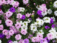 Purple Moss Verbena Flower seeds for Planting - Pollinator Friendly, Heirloom & GMO Free Seeds for Home Garden