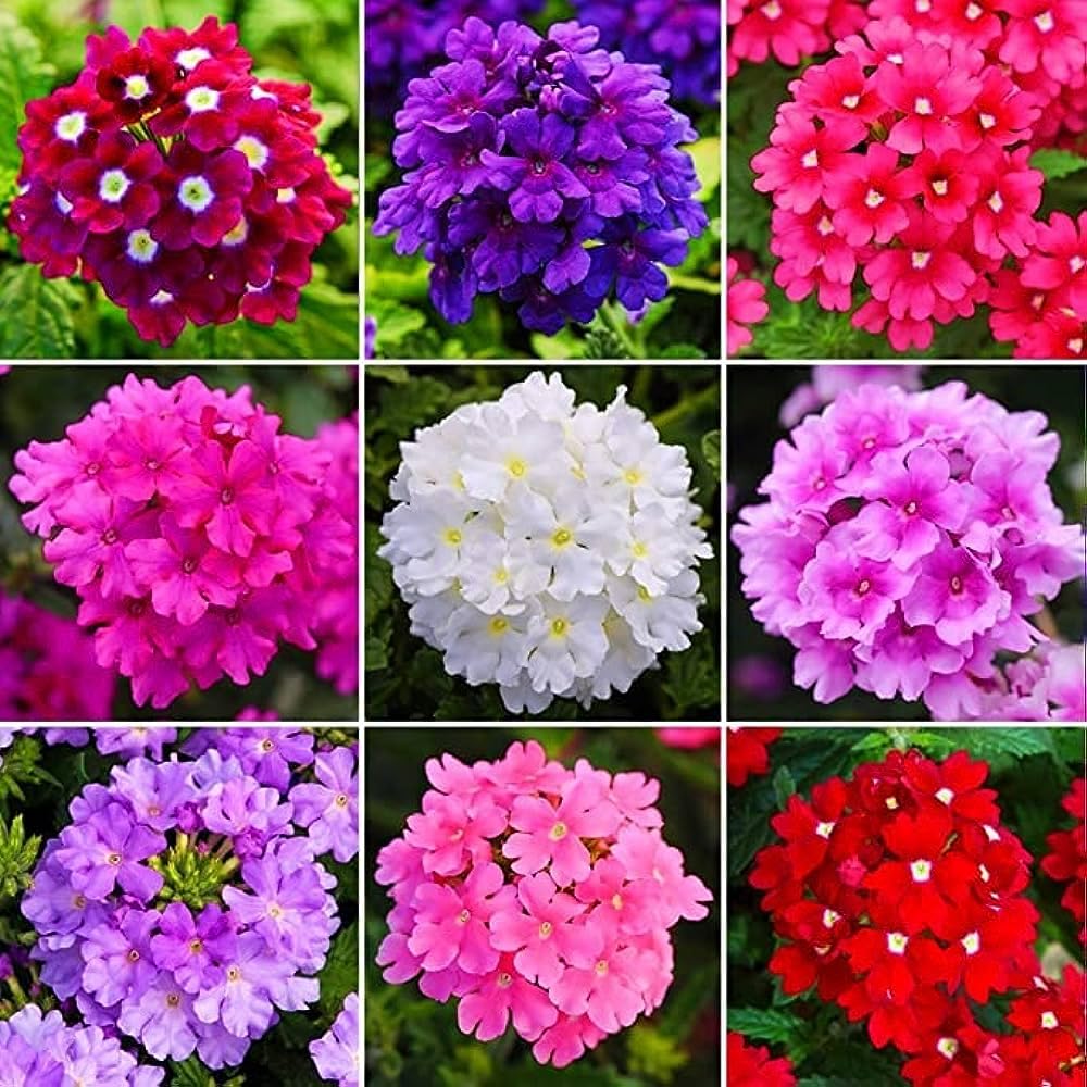 Verbena seeds for borders and landscape design
