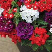 Verbena Dwarf Mix Flower seeds for Planting - Pollinator Friendly, Heirloom & GMO Free Seeds for Home Garden