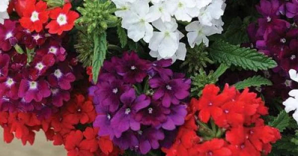 Verbena Dwarf Mix Flower Seeds for Planting  Vibrant Annual Blooms
