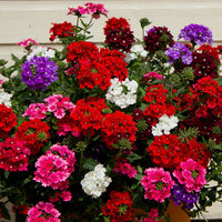 Verbena Flower seeds for Planting - Perfect for Borders, Heirloom & GMO Free Seeds for Home Garden