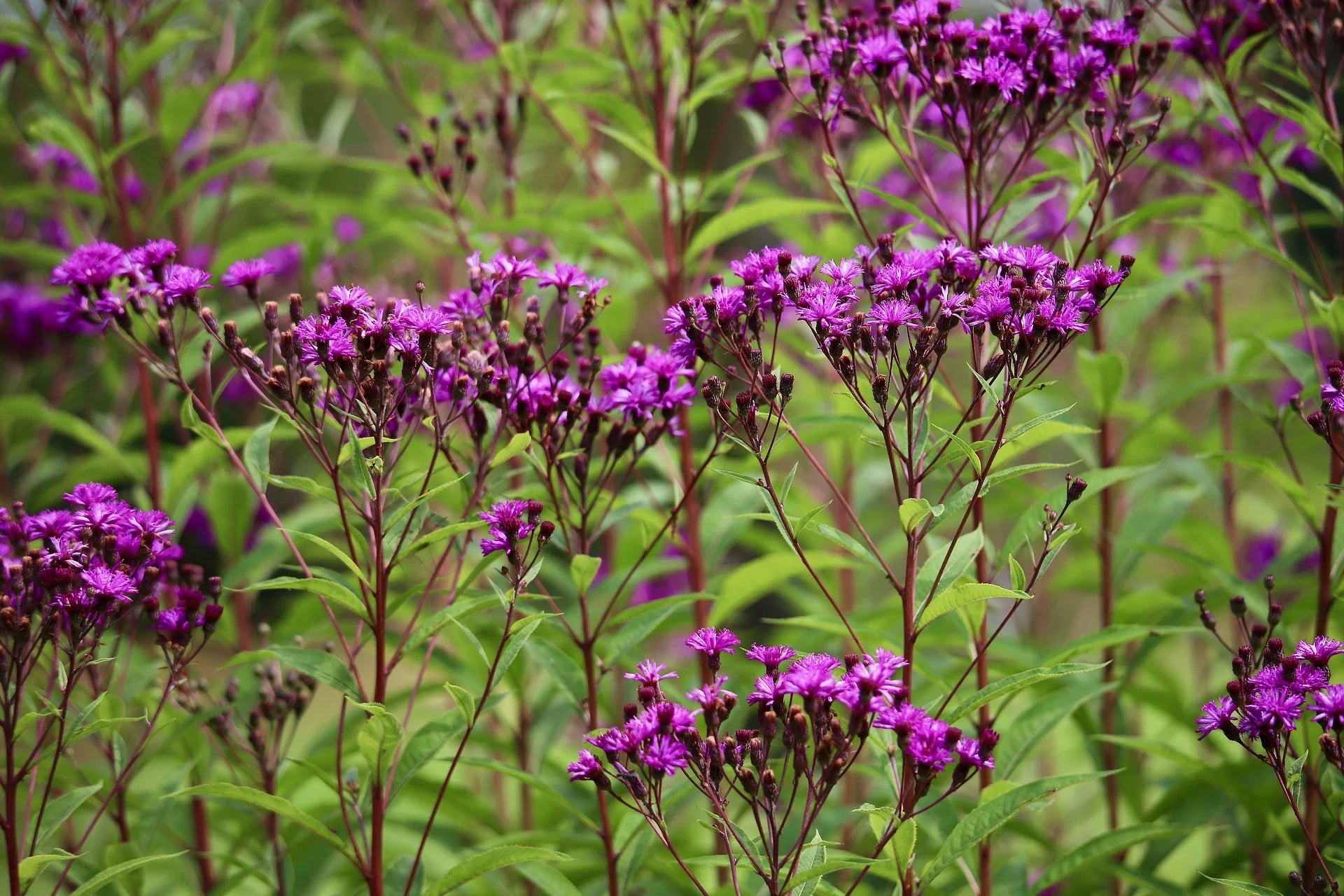 Vernonia Gigantea Flower seeds for Planting Compact Growth Heirloom & GMO Free Seeds for Home Garden