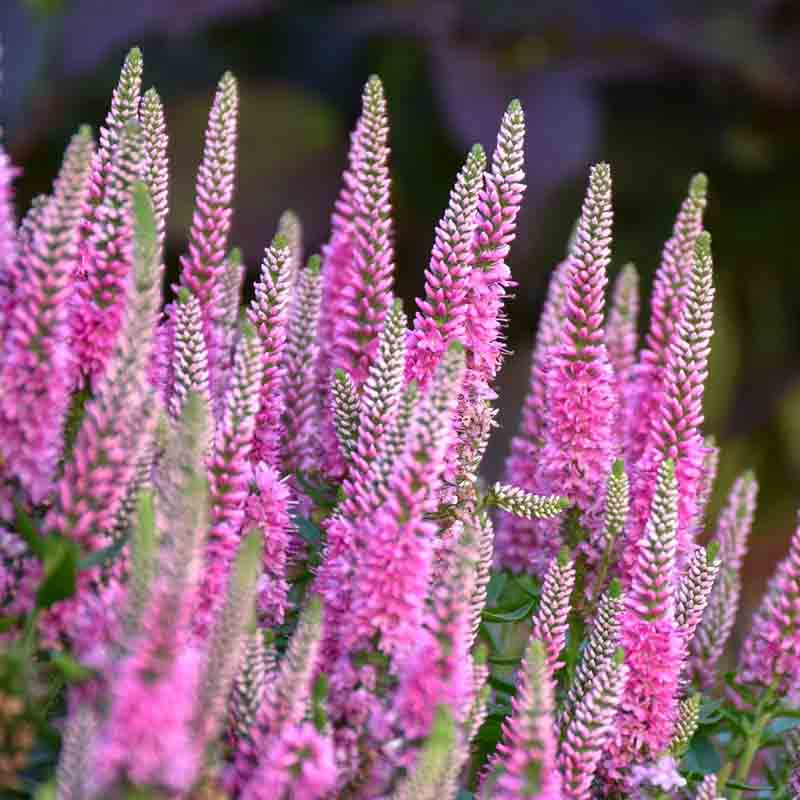 Veronica Flower seeds for Planting Sun Loving Heirloom & GMO Free Seeds for Home Garden