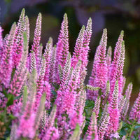 Veronica Flower seeds for Planting Sun Loving Heirloom & GMO Free Seeds for Home Garden