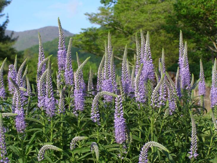 Veronica Flower seeds for Planting Pollinator Friendly Heirloom & GMO Free Seeds for Home Garden 
 
 Sale