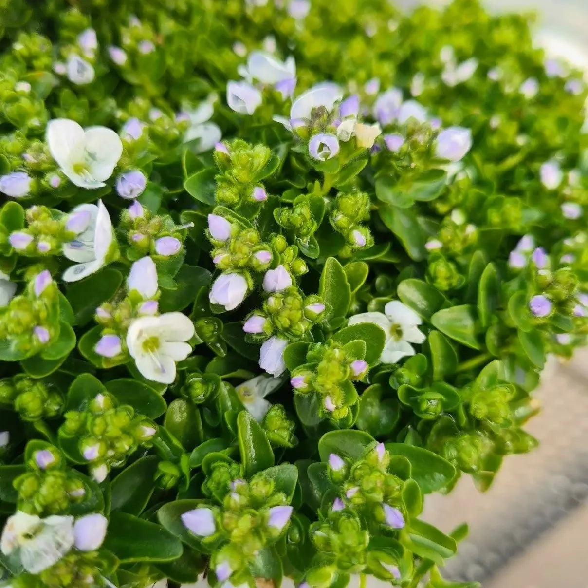 Green Veronica Repens Flower seeds for Planting Low Maintenance Heirloom & GMO Free Seeds for Home Garden 
 
 Sale