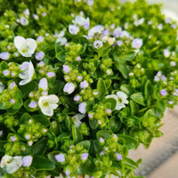 Green Veronica Repens Flower seeds for Planting Low Maintenance Heirloom & GMO Free Seeds for Home Garden 
 
 Sale