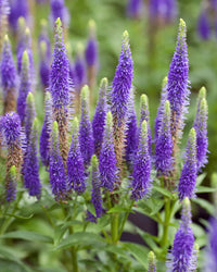 Veronica Flower seeds for Planting - Seasonal Bloomer, Heirloom & GMO Free Seeds for Home Garden
