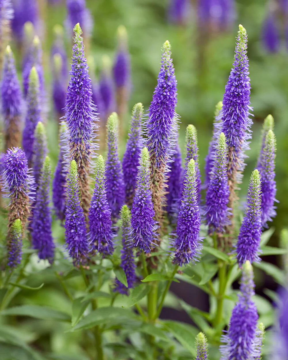 Blue Veronica Flower seeds for Planting Compact Growth Heirloom & GMO Free Seeds for Home Garden
 
 Sale