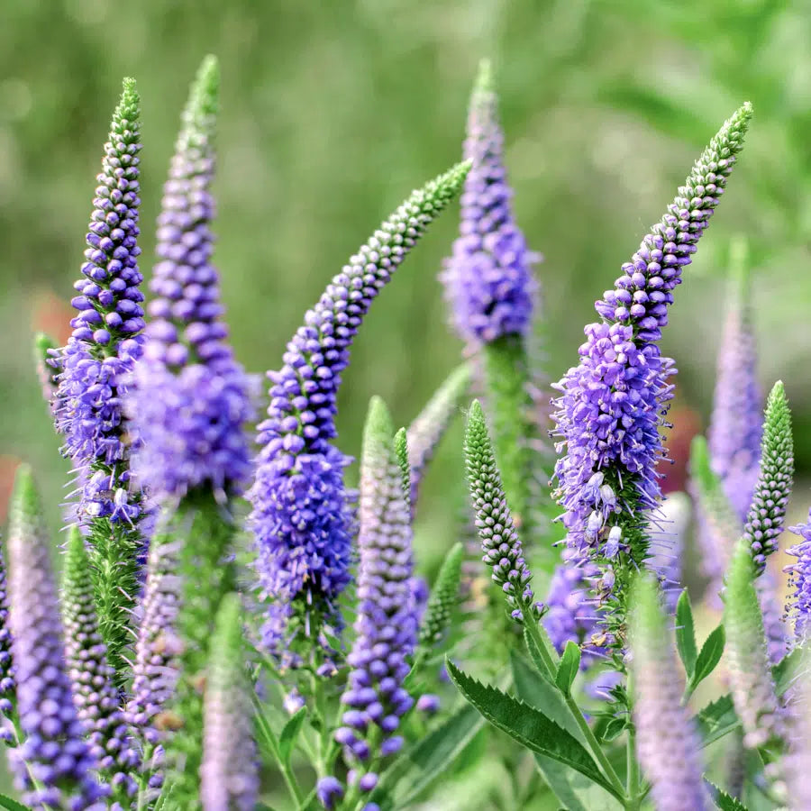 Veronica Flower seeds for Planting Pollinator Friendly Heirloom & GMO Free Seeds for Home Garden 
 
 Sale