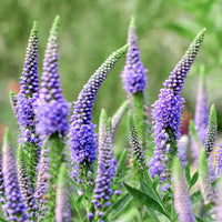 Veronica Flower seeds for Planting Pollinator Friendly Heirloom & GMO Free Seeds for Home Garden 
 
 Sale