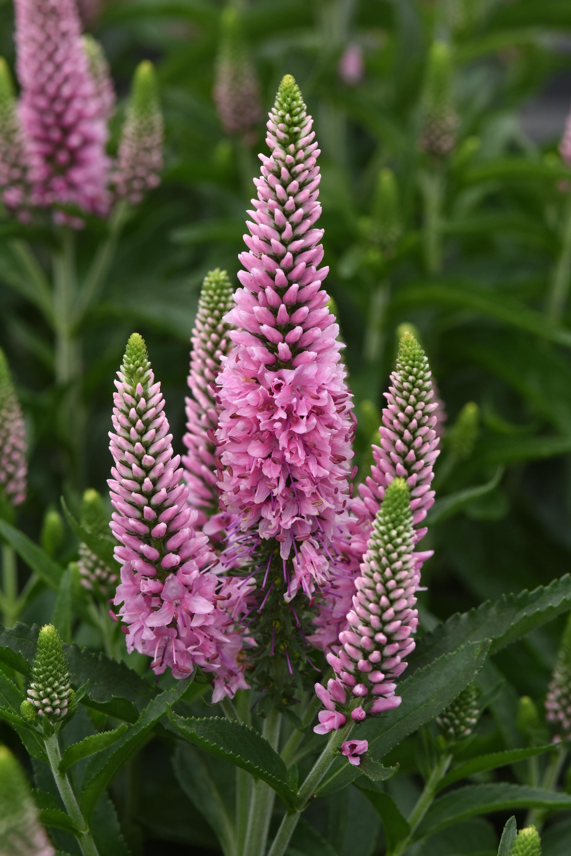 Veronica Flower seeds for Planting Sun Loving Heirloom & GMO Free Seeds for Home Garden