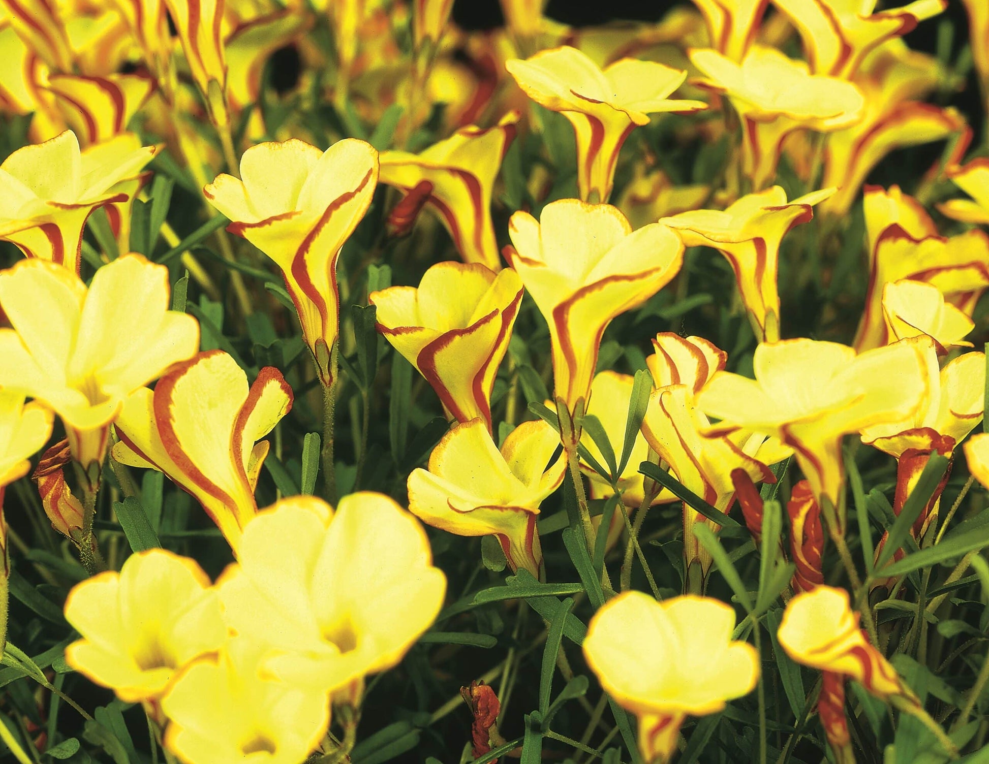 Yellow Oxalis Versicolor Flower seeds for Planting Seasonal Bloomer Heirloom & GMO Free Seeds for Home Garden 
 
 Sale