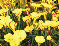 Yellow Oxalis Versicolor Flower seeds for Planting Seasonal Bloomer Heirloom & GMO Free Seeds for Home Garden 
 
 Sale