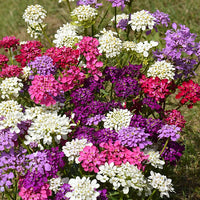 Candytuft Flower seeds for Planting Perfect for Borders Heirloom & GMO Free Seeds for Home Garden