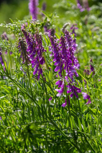 Purple Vetch Flower seeds for Planting - Perfect for Borders, Heirloom & GMO Free Seeds for Home Garden