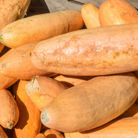 Giant pink banana squash grown from VH562 Squash Seeds