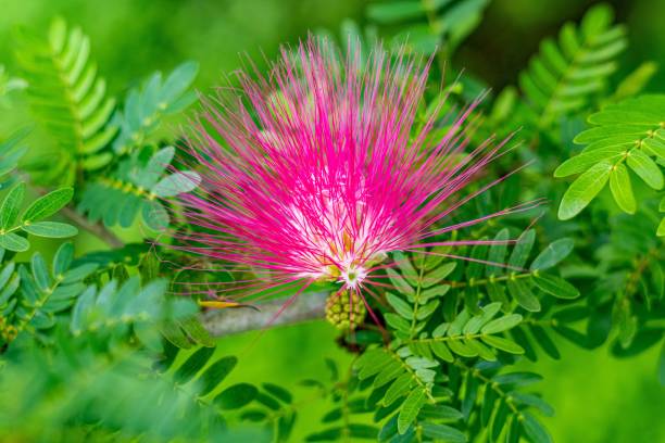 Vibrant Acacia Flower Plants in Full Bloom