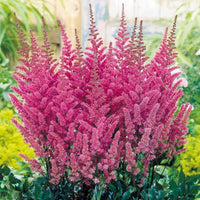 Vibrant Astilbe Pumila Blooms in Shade Garden