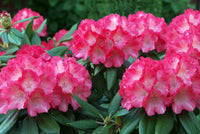 Vibrant Azalea Flowers for Decorative Borders
