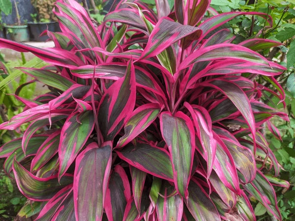 Cordyline Australis Flower seeds for Planting Fragrant Blossoms Heirloom & GMO Free Seeds for Home Garden 
 
 Sale
