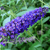 Vibrant Dark Blue Buddleia Plants in Full Bloom