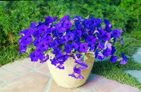 Vibrant Dark Violet Petunia Blooms in Full Flower