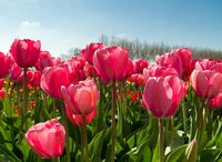 Vibrant Deep Pink Tulip Plants in Full Bloom