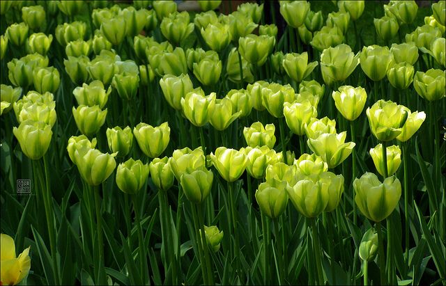 Vibrant Green Tulip Plants in Full Bloom