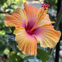 Hibiscus Flower seeds for Planting Wildflower Mix Heirloom & GMO Free Seeds for Home Garden 
 
 Sale