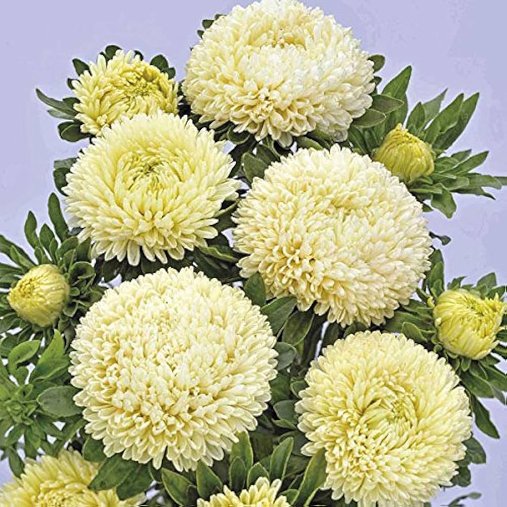 Vibrant Light Yellow Aster Plants in Full Bloom