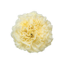 Vibrant Light Yellow Carnation Plants in Full Bloom