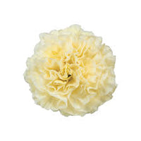 Vibrant Light Yellow Carnation Plants in Full Bloom