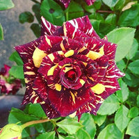Close-Up of Vibrant Maroon and Yellow Rose Petals