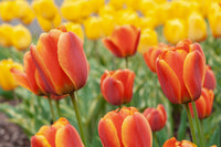 Vibrant Orange and Pink Tulip Flowers in Bloom