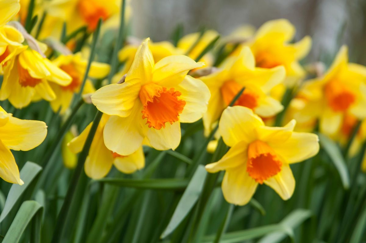 Vibrant Orange and White Daffodil Flowers in Full Bloom