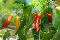 Vibrant Pepper fruits on plant