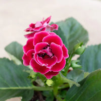 Vibrant Pink Gloxinia Flower Seeds for Planting