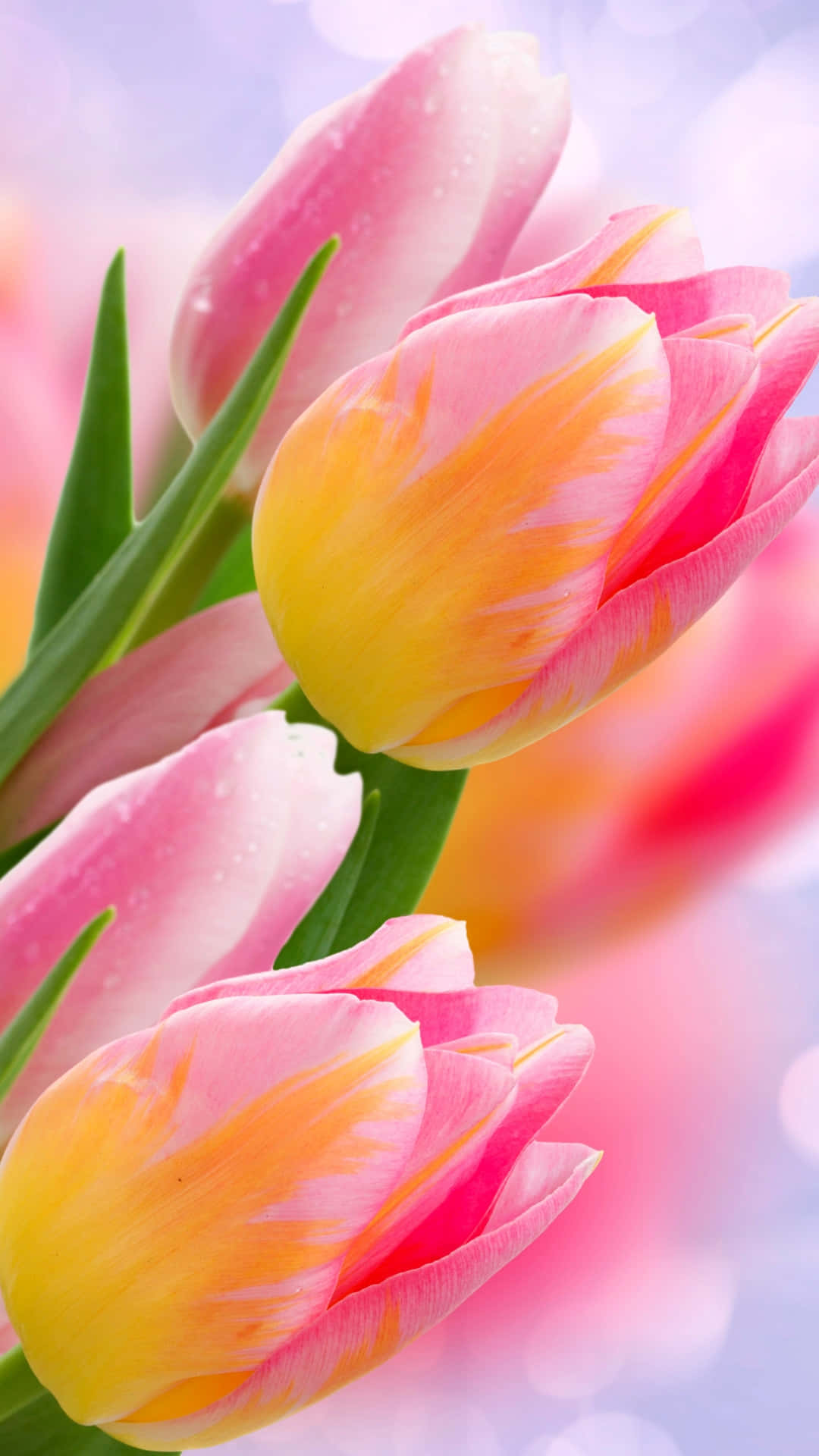 Pink Yellow Tulip Flower Seeds for Planting Perfect for Borders Heirloom & GMO Free Seeds for Home Garden
 
 Sale