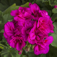 Vibrant Purple Geranium Pelargonium Flower Seeds for Garden Planting