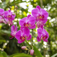 Phalaenopsis Flower seeds for Planting Sun Loving Heirloom & GMO Free Seeds for Home Garden