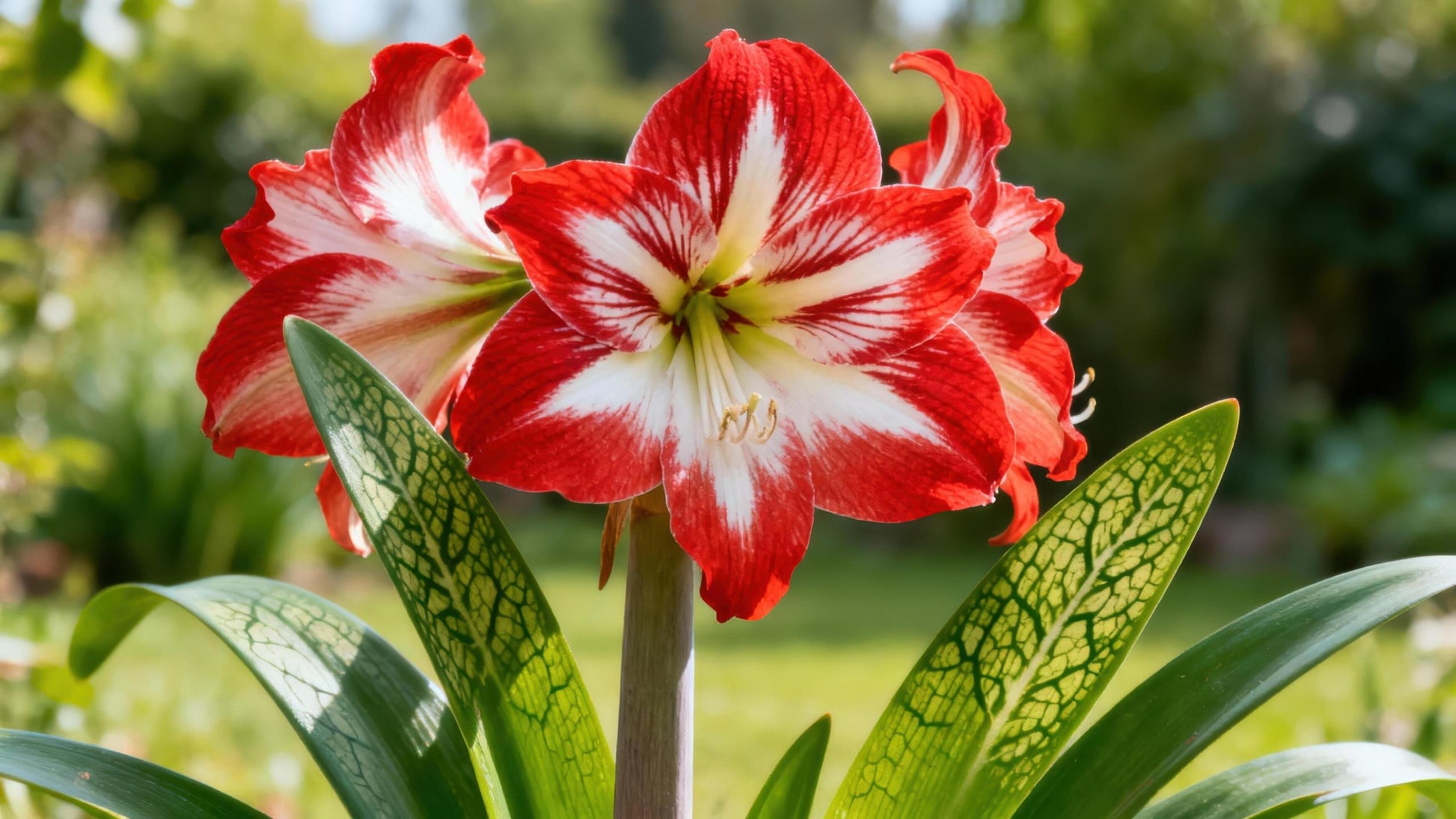 Red White Amaryllis Flower Seeds for Garden Hardy Variety Heirloom & GMO Free Seeds for Home Garden
 
 Sale