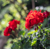Green Geranium Flower seeds for Planting - Easy to Grow, Heirloom & GMO Free Seeds for Home Garden