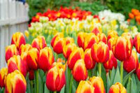 Vibrant Red Orange Tulip Plants in Full Bloom